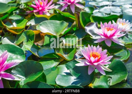 Fleurs de lotus rose ou de l'eau lily flowers blooming sur l'étang Banque D'Images