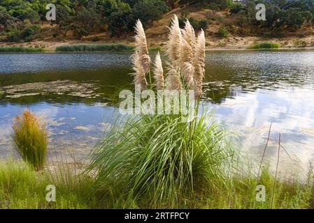 Pampas herbe à côté de Calero Reservior. Banque D'Images