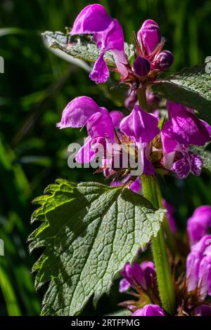 L'ortie sourde fleurit dans une forêt, Lamium purpueum. Fleurs violettes printanières avec des feuilles rapprochées. Banque D'Images