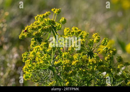 Euphorbia cyparissias, cyprès sphent fleurs verdâtres gros plan sélectif foyer. Banque D'Images