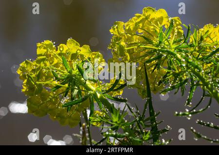 Euphorbia cyparissias, cyprès sphent fleurs verdâtres gros plan sélectif foyer. Banque D'Images