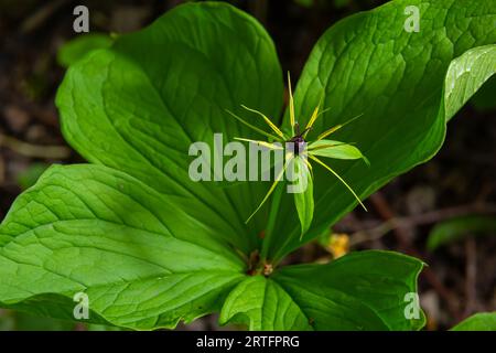 Inflorescence de la quadrifolia de dewberry Paris à quatre feuilles avec le fruit typique et les quatre feuilles disposées autour. Banque D'Images