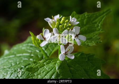 Fleurs de moutarde à l'ail Alliaria petiolata gros plan. Alliaria petiolata, ou moutarde à l'ail, est une plante à fleurs bisannuelle de la famille des moutarde Brassic Banque D'Images