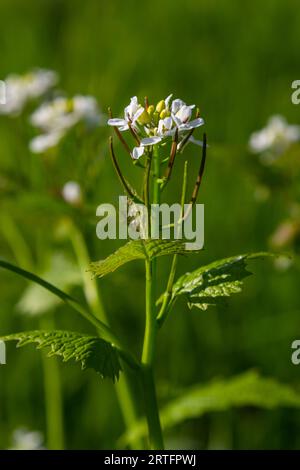 Fleurs de moutarde à l'ail Alliaria petiolata gros plan. Alliaria petiolata, ou moutarde à l'ail, est une plante à fleurs bisannuelle de la famille des moutarde Brassic Banque D'Images