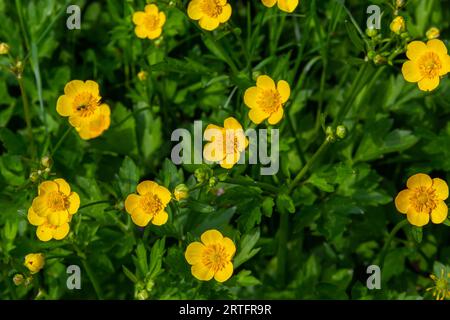 Le Ranunculus repens, la coupe de beurre rampante, est une plante à fleurs de la famille des Ranunculaceae, dans le jardin. Banque D'Images