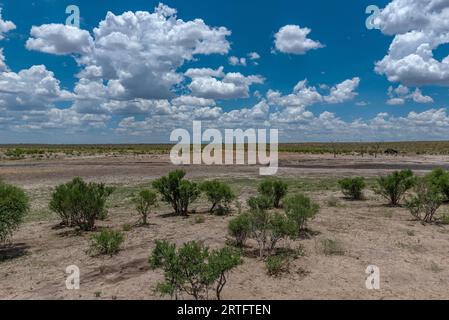 Paysage dans le parc national de Khaudum, Namibie Banque D'Images