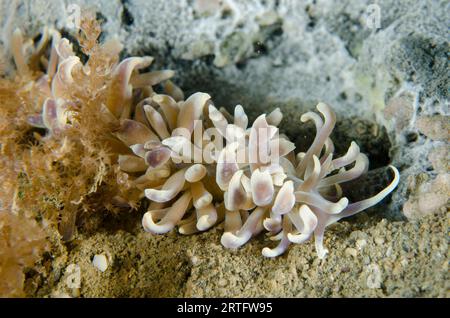 Phyllodesmium Nudibranch, Phyllodesmium Magnum, site de plongée Tasi Tolu, Dili, Timor oriental Banque D'Images