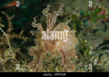 Broadclub Cuttlefish, Sepia latimanus, élevant des tentacules en position défensive, site de plongée de Tasi Tolu, Dili, Timor oriental Banque D'Images