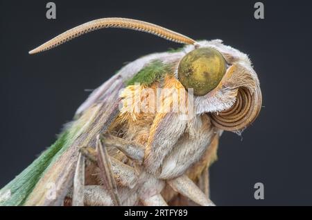 plan rapproché de l'insecte papillon faucon Banque D'Images