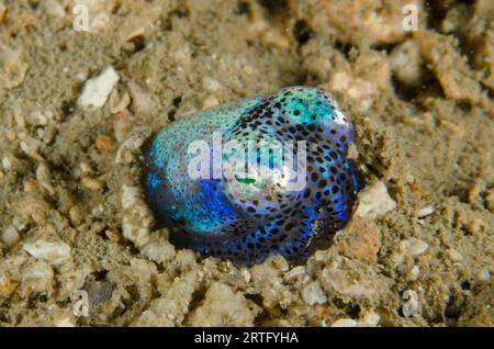 Berry's Bobtail Squid, Euprymna berryi, plongée de nuit, site de plongée Dili Rock East, Dili, Timor oriental Banque D'Images