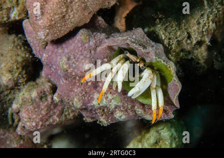 Petit Hermite blanc, Calcinus minutus, en coquille, site de plongée Bob's Rocks, Dili, Timor oriental Banque D'Images