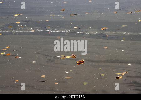 Saleté et mousse flottant sur la surface de l'eau d'un étang Banque D'Images