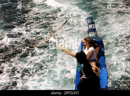 Les touristes sur un bateau nourrissent les mouettes Banque D'Images