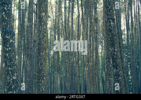 Groupe de pins dans la forêt Banque D'Images Groupe de pins dans la forêt Banque D'Images