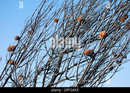 Arbre de pin après les feux de forêt dans l'île grecque de Rhodes, Rhodes, Grèce Banque D'Images