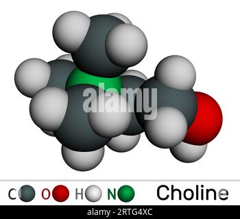 Molécule de nutrien essentielle de type vitamine choline. C'est la vitamine B4. Modèle moléculaire. Rendu 3D. Illustration Banque D'Images