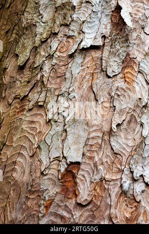 Gros plan de l'écorce écailleuse d'un arbre Kauri (Agathis australis) dans les jardins du château d'Arudel, Arundel, Sussex de l'Ouest, Royaume-Uni Banque D'Images