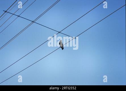 Melbourne, Australie décembre 1999 : un oiseau solitaire perché sur des fils électriques, représentant la nature urbaine dans les années 1990 Banque D'Images