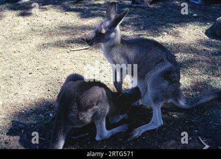 Melbourne, Australie décembre 1999 : une capture franche d'un kangourou australien dans les années 1990 Banque D'Images