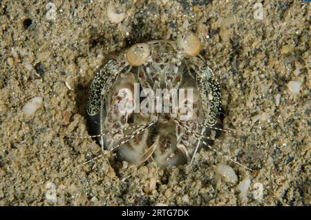 Crevette Tiger Mantis, Lysiosquillina maculata, dans un terrier dans le sable, plongée de nuit, site de plongée Dili Rock East, Dili, Timor oriental Banque D'Images