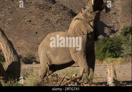 Éléphant mangeant à partir d'arbres utilisant le tronc en Namibie Banque D'Images