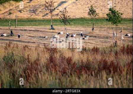 Beaucoup de cigognes blanches ( Ciconia ciconia ) se rassemblent dans une prairie verte vers le soir et se préservent Banque D'Images
