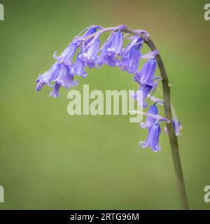 Un seul Bluebell, sur fond vert muet. Banque D'Images