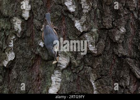 gros plan de nuthatch attraper un insecte sur le bouleau Banque D'Images