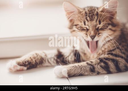 Petit chaton tabby couché et miaule à l'intérieur Banque D'Images