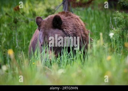 Ours noir cannel se nourrissant d'herbe, Ursus americanus, Parc national de Yellowstone, Wyoming, États-Unis d'Amérique Banque D'Images