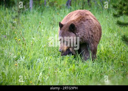 Ours noir cannel se nourrissant d'herbe, Ursus americanus, Parc national de Yellowstone, Wyoming, États-Unis d'Amérique Banque D'Images