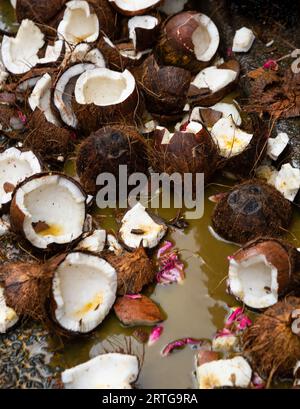 Noix de coco cassées couchées sur le sol dans la rue de la ville après le rituel de cassage de noix de coco pendant le Festival du dieu Ganesh à Paris, France. Traditions Banque D'Images