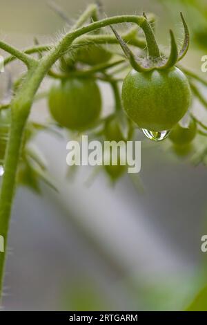 Close up de tomates cerises non mûres sur la vigne Banque D'Images