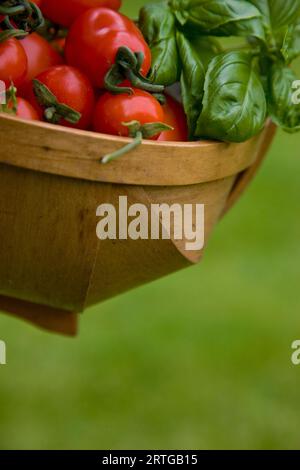 Close up of hand picked les tomates cerise et les feuilles de basilic dans un panier Banque D'Images
