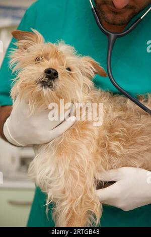 Gros plan du vétérinaire inspectant le chien Banque D'Images