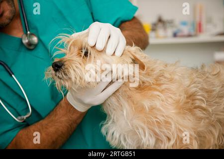 Gros plan du vétérinaire inspectant le chien Banque D'Images