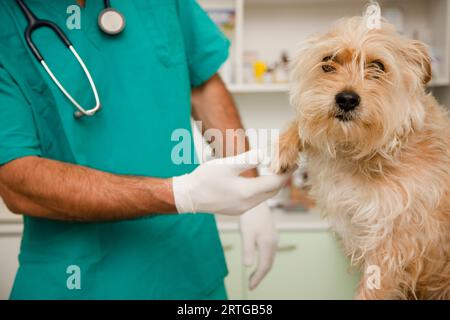 Gros plan du vétérinaire inspectant la patte de chien Banque D'Images