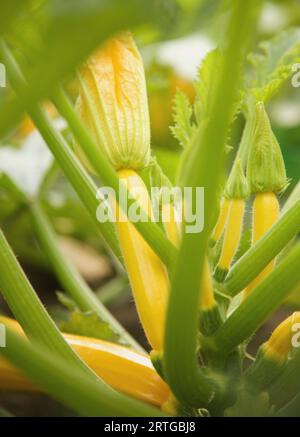 Courgette jaune bébé et tiges Banque D'Images