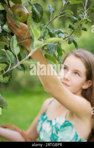 Fille adolescente cueillant une pomme sur un pommier Banque D'Images