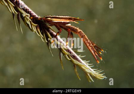 Elégant squat de crinoïde homard, Allogalathea elegans, sur crinoïde, ordre Comatulida, site de plongée Tasi Tolu, Dili, Timor oriental Banque D'Images