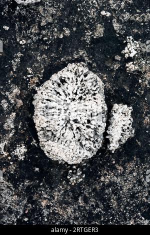 Les Rhodolithes sont des fossiles d'algues coralliennes du Myocène. Cette photo a été prise à Biniancolla, île de Minorque, Iles Baléares, Espagne. Banque D'Images