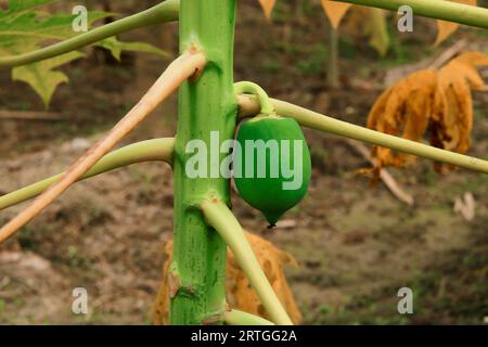 Papayes vertes poussant sur un arbre de papaye, fruits de papaye de l'arbre de papaye dans le jardin Banque D'Images