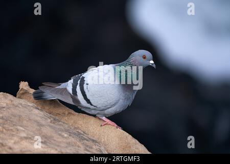 Colombe rocheuse (Columba livia) assise sur un rocher en vue latérale à Fuerteventura Banque D'Images