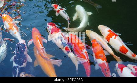 plusieurs poissons koi sont dans un étang avec de l'eau qui est toujours en mouvement Banque D'Images
