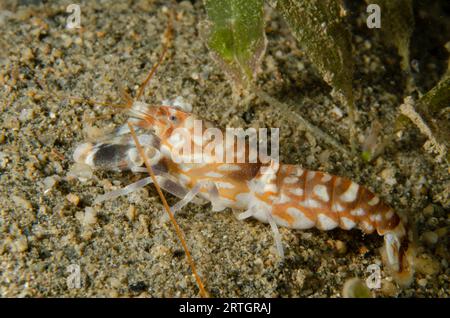 Crevette Tiger Snapping, Alpheus bellulus, sur sable, site de plongée Tasi Tolu, Dili, Timor oriental Banque D'Images