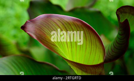 Les feuilles de la plante Canna discolor sont vertes avec une combinaison de rouge sur les bords Banque D'Images