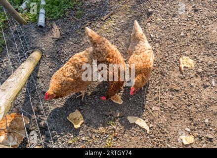 Poulets femelles de la comète dorée brune nourrissant des morceaux de pain grillé et du pain naan sur un sol de gravier. Banque D'Images