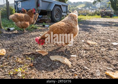 Poulets femelles de la comète dorée brune nourrissant des morceaux de pain grillé et du pain naan sur un sol de gravier. Banque D'Images