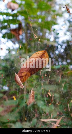 feuilles sèches prises dans des toiles d'araignée Banque D'Images