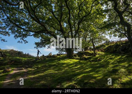 Promenade dans les bois à la rivière Nantcol et cascade dans le nord du pays de Galles. Banque D'Images